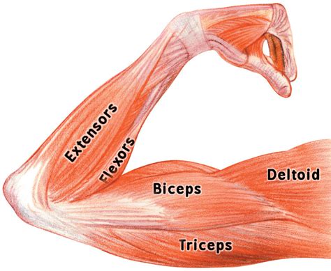 Muscle Breakdown: What Muscles Are Used in Arm。